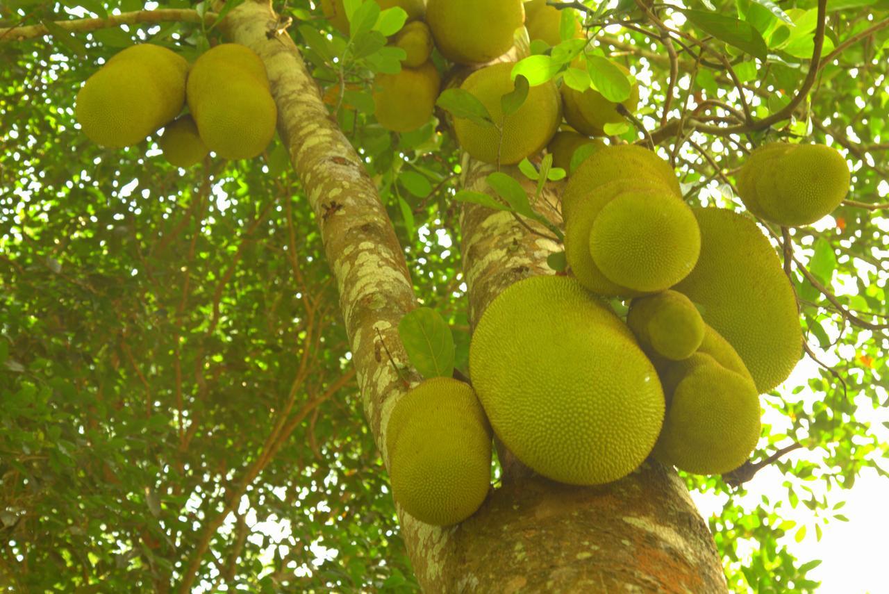 Bamboo Creek Resort Vaduvanchal Luaran gambar